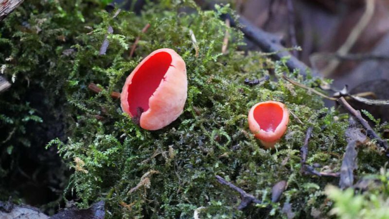 Erste Begehung der Grube 7 am 19. Januar 2026