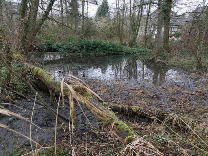 Teichpflege am 31.1.2026 an der Streuobstwiese am „Gut Zur Mühlen“  