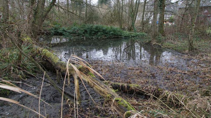 Teichpflege am 31.1.2026 – Streuobstwiese am „Gut Zur Mühlen“  