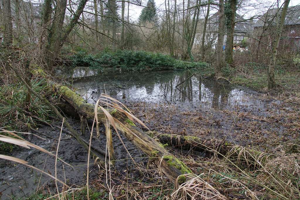 Teichpflege am 31.1.2026 – Streuobstwiese am „Gut Zur Mühlen“  