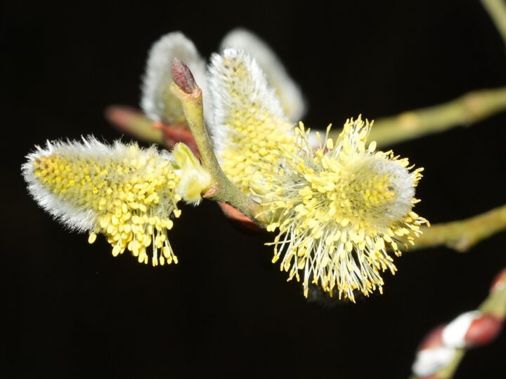 Frühlingserwachen in der Natur – Beobachtungen in Grube 10