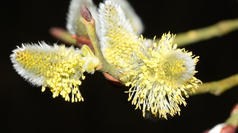 Frühlingserwachen in der Natur – Beobachtungen in Grube 10