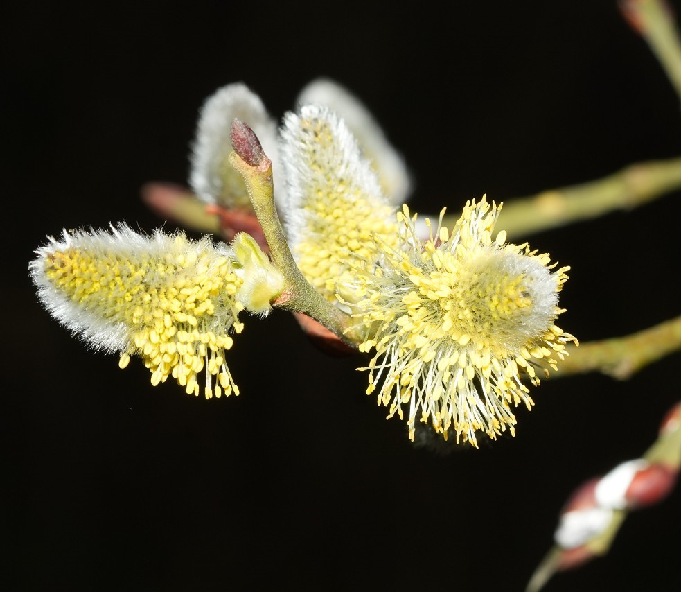Frühlingserwachen in der Natur – Beobachtungen in Grube 10