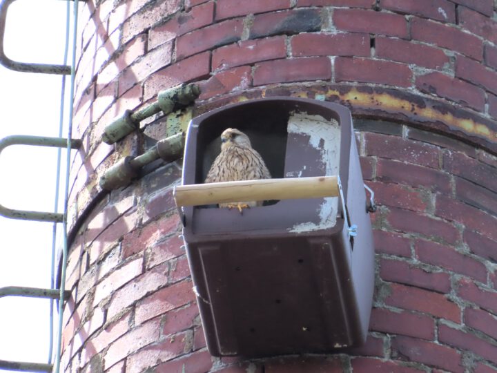 Die Turmfalken sind da!