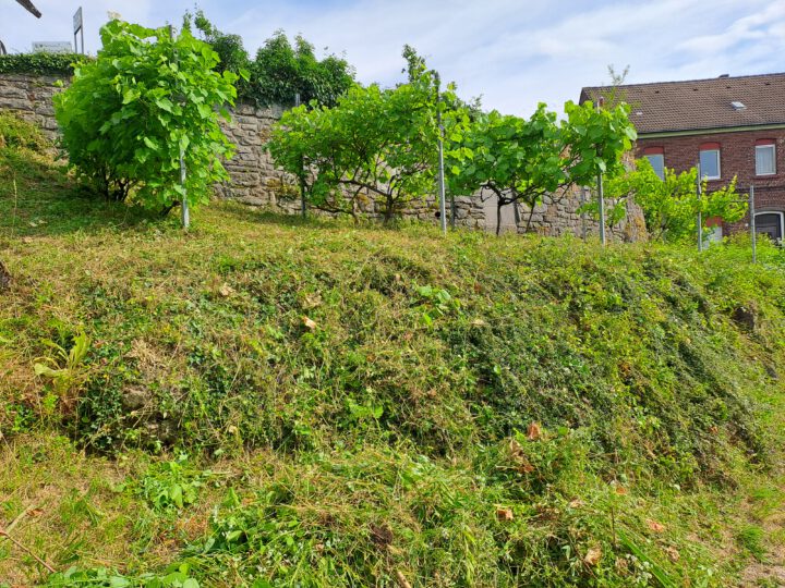 Der Weinberg ruft!