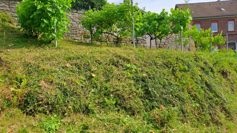 Der Weinberg ruft!
