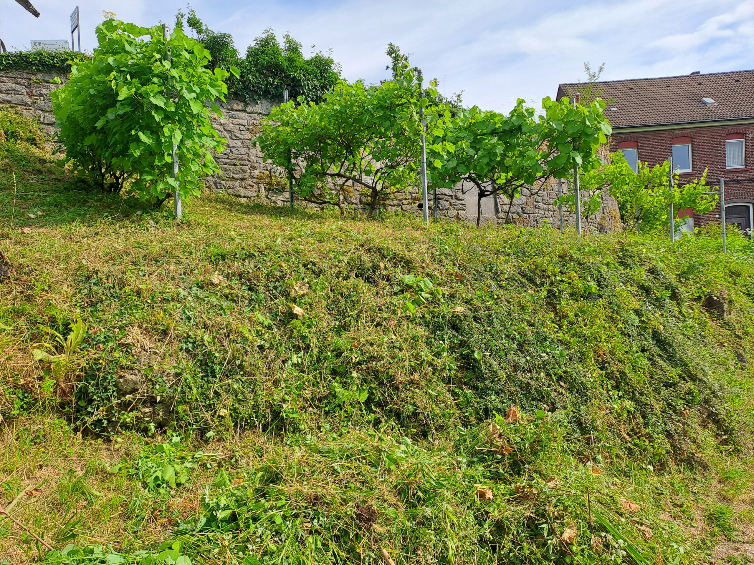 Der Weinberg ruft!