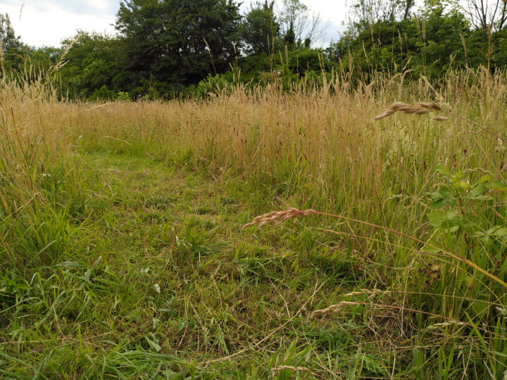 Premiere für den Kreis Mettmann: Sinusmahd auf der Wildwiese