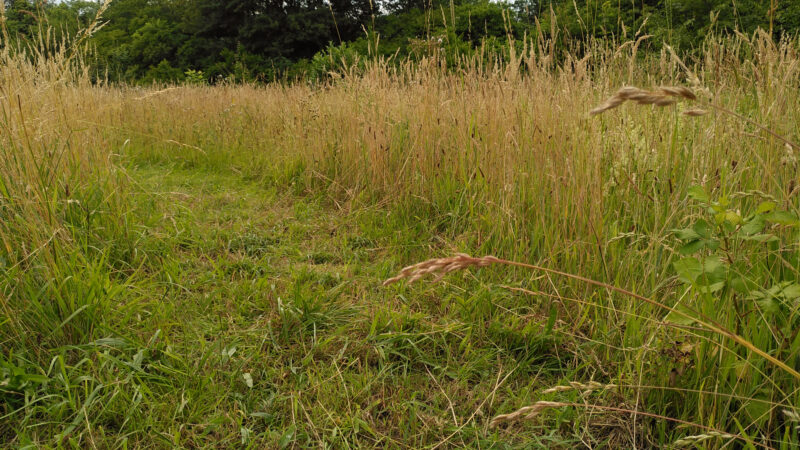 Premiere für den Kreis Mettmann: Sinusmahd auf der Wildwiese