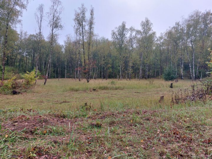 Mäh- und Abräumarbeiten 2026 in Grube 7 und im Sedimentationsbecken abgeschlossen