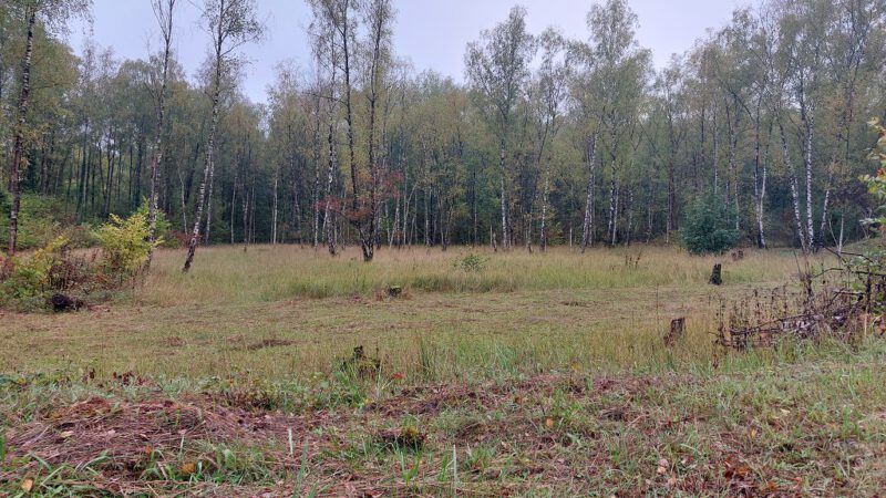 Mäh- und Abräumarbeiten 2026 in Grube 7 und im Sedimentationsbecken abgeschlossen