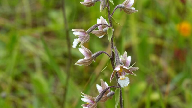 Team Orchideen und seltene Pflanzen – Abschlussbericht 2026